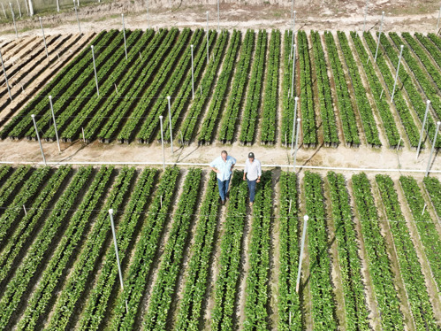 5 Vivero Marcala 2026 3